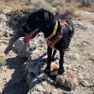 Meet your Posher, Richard